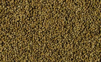 Fenugreek