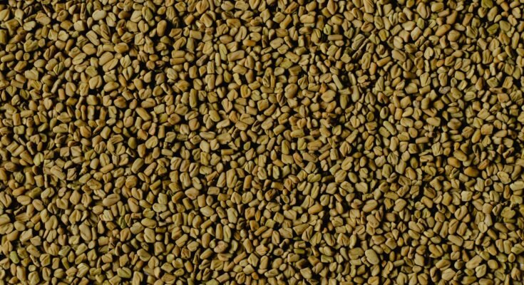 Fenugreek